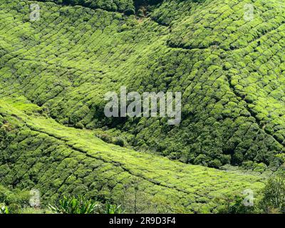 20. November 2018 - Cameron Highlands, Malaysia: Touristen, die eine Schwarzteeplantage mit Aussichtsplattform in den Bergen der Cameron Highlands besuchen, Stockfoto