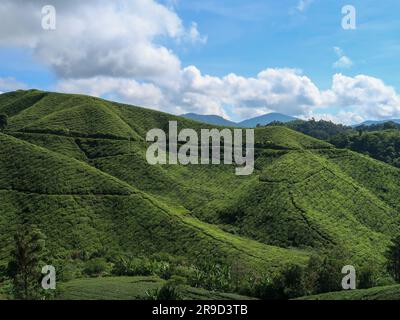 20. November 2018 - Cameron Highlands, Malaysia: Touristen, die eine Schwarzteeplantage mit Aussichtsplattform in den Bergen der Cameron Highlands besuchen, Stockfoto