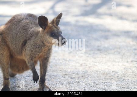 Bilder von Cairns und seiner Tierwelt und Tierschutzgebieten - Australien Stockfoto