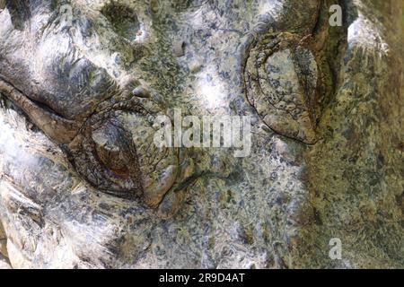 Bilder von Cairns und seiner Tierwelt und Tierschutzgebieten - Australien Stockfoto