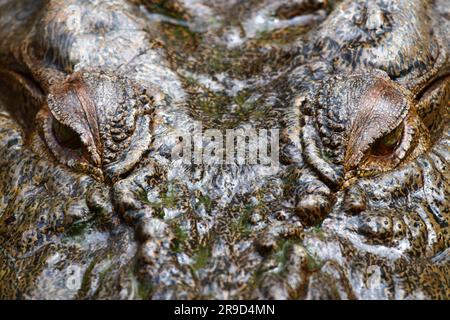 Bilder von Cairns und seiner Tierwelt und Tierschutzgebieten - Australien Stockfoto