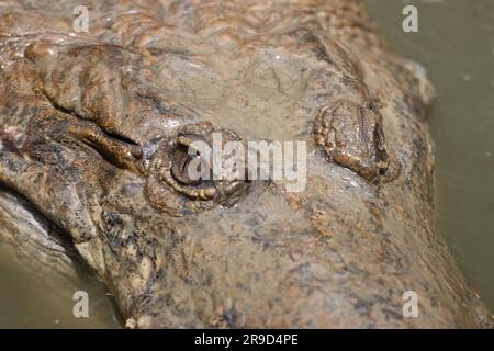 Bilder von Cairns und seiner Tierwelt und Tierschutzgebieten - Australien Stockfoto