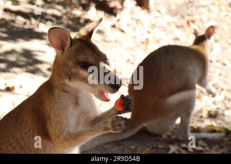 Bilder von Cairns und seiner Tierwelt und Tierschutzgebieten - Australien Stockfoto