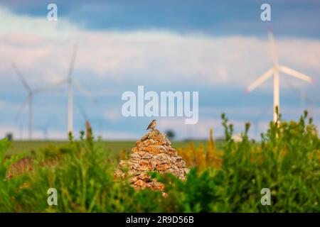 Die Lark Ramphocoris Clotbey oder die Lerche Melanocorypha calandra aus dem europäischen calandra auf einem Stein auf einem blühenden Frühlingsfeld in Bulgarien. Wildvogel Stockfoto