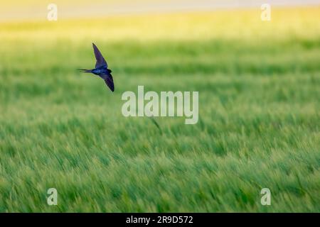 Scheunen-Schwalbenvogel im Flug über ein grünes landwirtschaftliches Feld auf dem Land Stockfoto