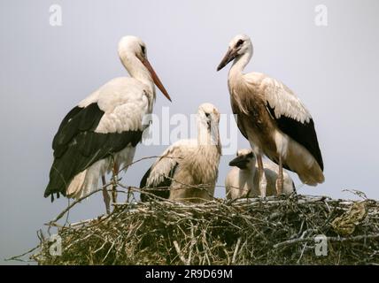 Biebesheim Am Rhein, Deutschland. 26. Juni 2023. Zwei Störche sitzen auf ihrem Nest mit ihren Nachkommen. Mitte bis Ende August versammeln sich die Zugvögel und fahren in den Süden für den Winter. Kredit: Tim Würz/dpa/Alamy Live News Stockfoto