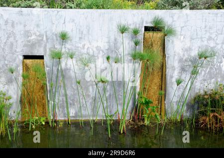 Vegetation vor einer Steinmauer mit Ausschnitten im Grootbos Private Nature Reserve, Gansbaai, Westkap, Südafrika Stockfoto