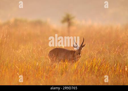 Southern Reedbuck (Redunca arundinum), Susuwe Island, Lodge, Bwabwata National Park, Caprivi, Namibia Stockfoto