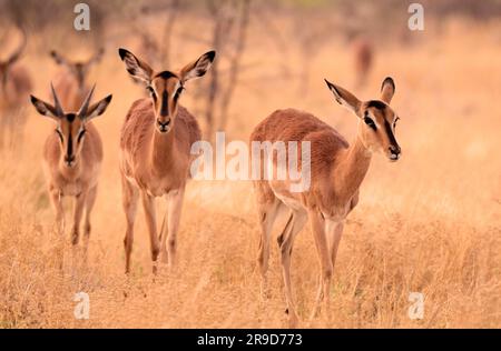 Impala (Aepyceros melampus), Etosha Nationalpark, Kunene Region, Namibia Stockfoto