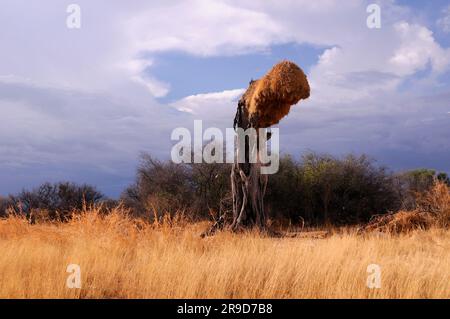 Termitennest auf Baum, Etosha-Nationalpark, Kunene-Region, Namibia Stockfoto
