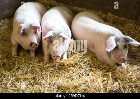 Schweine im Tatton Park, Cheshire UK Stockfoto