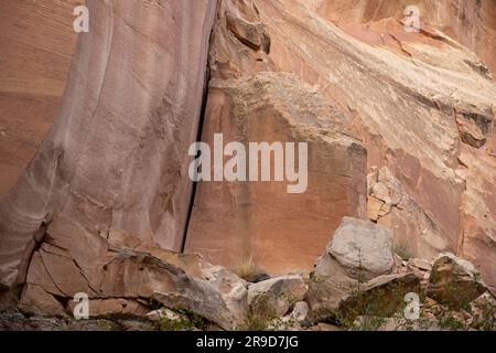 Petroglyhs im Captial Reef National Park Stockfoto
