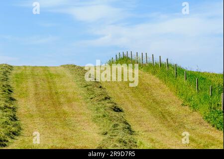 Neu gemähtes Feld mit Gras zum Trocknen und Zaun Stockfoto