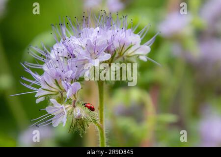 Makro einer Marienkäfer-coccinella magna auf blauer Tansa - Phacelia tanacetifolia essende Blattläuse Stockfoto