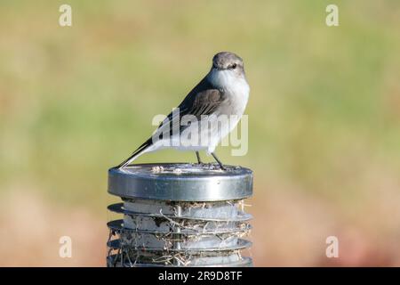 Jacky Wintervogel ist ein kleines grau-braunes Rotkehlchen, das in ganz Australien häufig vorkommt. Aufgenommen in Eden an der Südküste von NSW, Australien. Stockfoto