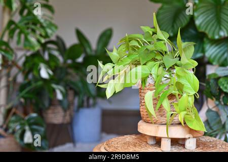 Tropische 'Epipremnum Aureum Lemon Lime'-Zimmerpflanze mit neongrünen Blättern im Blumentopf auf dem Tisch im Wohnzimmer Stockfoto