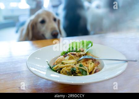 Der Hund beobachtet Spaghetti mit scharfen Garnelen und Tintenfisch Stockfoto