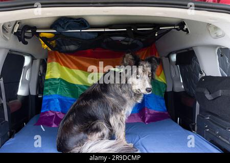 Ein Border Collie-Hund, der im Bett eines Mini-Wohnwagens sitzt. Reisezeit mit Hund. Stockfoto