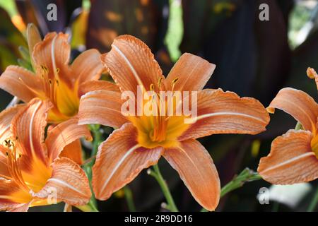 Orange Daylily - Hemerocallis fulva Stockfoto