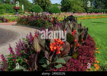 Wunderschöner Grenzgarten mit rosa und burgunderfarbenen Salvia, burgunderfarbenen und orangefarbenen Canna Lilien, rosa und burgunderfarbenen Coleus und orangefarbenen Marigolds im Clemens Garden. Stockfoto