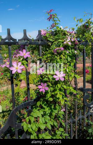 Clematis Pflanzen mit violetten Blüten klettern auf einen schmiedeeisernen Zaun in Clemens Gardens in St. Cloud, Minnesota, USA. Stockfoto