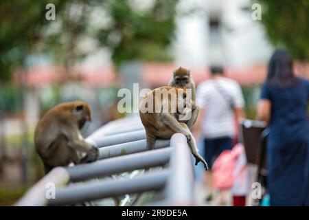 Eine Familie von Langschwanzmakaken, die auf einer geschäftigen Fußgängerbrücke über einen Mangrovenfluss zwischen zwei öffentlichen Wohnhäusern, Singapur, ruht. Stockfoto