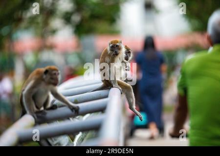 Eine Familie von Langschwanzmakaken, die auf einer geschäftigen Fußgängerbrücke über einen Mangrovenfluss zwischen zwei öffentlichen Wohnhäusern, Singapur, ruht. Stockfoto