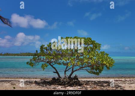 Aitutaki Lagoon - Cookinseln in Neuseeland Stockfoto