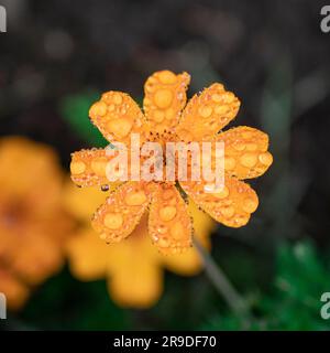 Eine lebendige Nahaufnahme gelber Blumen mit Regentropfen und verschwommenem Hintergrund Stockfoto