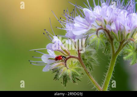 Makro einer Marienkäfer-coccinella magna auf blauer Tansa - Phacelia tanacetifolia essende Blattläuse Stockfoto