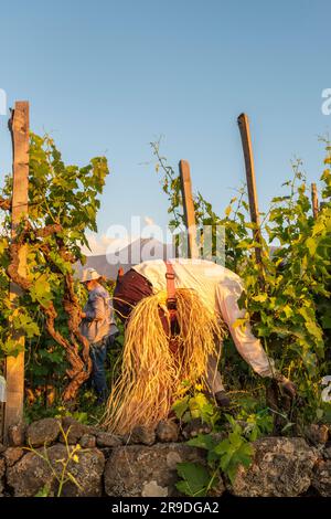 Sommerschnitt der Weinreben in einem der Weinberge Eredi di di Maio im sizilianischen Dorf Milo, hoch oben an den Hängen des aktiven Vulkans Ätna, im Hintergrund sichtbar. Die Arbeiten beginnen früh am Morgen, bevor die Hitze einsetzt (Sizilien, Italien) Stockfoto