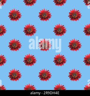 Nahtloses Muster blühender roter Sonnenblumen auf hellblauem Hintergrund Stockfoto