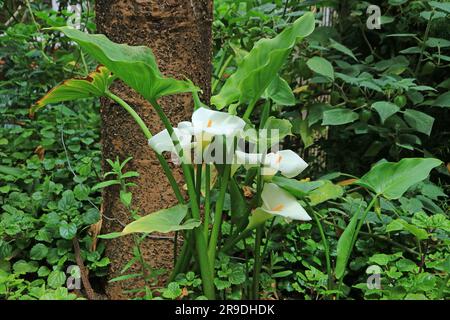 Ein Haufen weißer Calla-Lilien blühen in der Garden of Amazonas Region, Nord-Peru, Südamerika Stockfoto