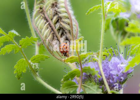 Makro eines asiatischen Frauenkäfers auf einem verblassten blauen Tansy - Phacelia tanacetifolia essende Blattläuse Stockfoto