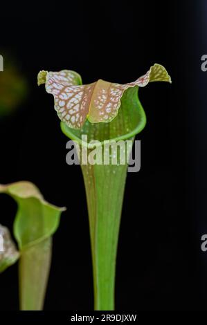 Malvern Showground, Worcestershire, Großbritannien. 10. Mai 2023 sarracenia x Mitchelliana x ( x swaniana ) Pitcher Plant Stockfoto