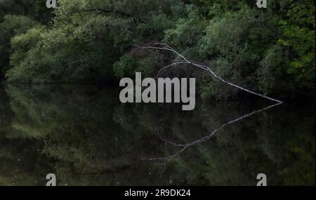 Trockenes Laub auf einer ruhigen Teichfläche und Reflexionen einer Birke in einem Park im Sommer Stockfoto