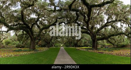 Murrells Inlet, USA - 21. Juni 2023: Panoramablick auf die Live Oak Allee in Brookgreen Gardens Stockfoto