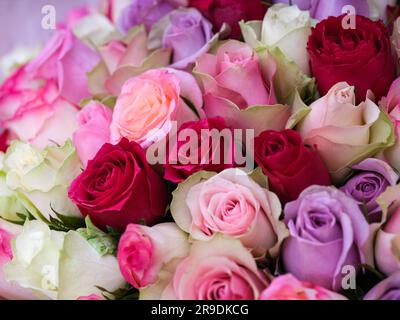 Ein wunderschöner Strauß roter, rosa, weißer und lila Rosen. Stockfoto