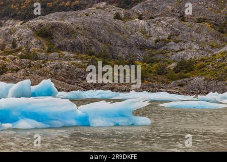 Beeindruckende hellblaue Eisberge in Lago Grey vor Felsen und herbstliche Vegetation im Torres del Paine Nationalpark, Chile, Patagonien, Süd 16 Stockfoto