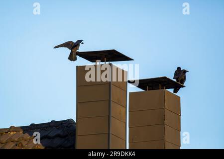 Aaskrähen (Corvus corone) auf Schornsteinen, Wetter auf dem Ruhrgebiet, Nordrhein-Westfalen, Deutschland. Rabenkraehen (Corvus corone) auf Schornsteinen, Stockfoto