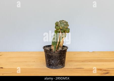 Kaktustrocknung in einer Plastiktopf-Nahaufnahme Stockfoto