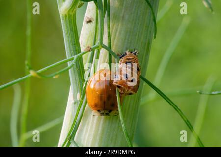 Frisch geschlüpfter Marienkäfer mit leerer Larvenschale auf einem Fenchelstiel Stockfoto