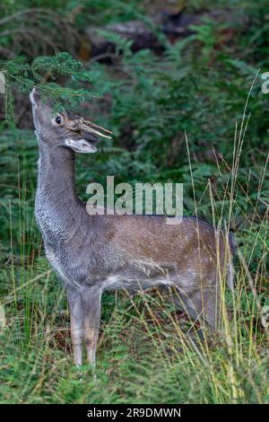 Damhirsche ( Dama dama). Damhirsche ( Dama dama). Ein Damhirsch muss auf dem Fichtenzweig eine Sekretion hinterlassen haben. Seine Duftdrüse. Der junge Mann interessiert sich für den Geruch. Schleswig-Holstein, Deutschland Stockfoto