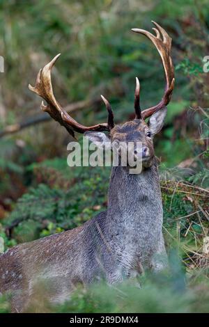 Damhirsche ( Dama dama). Buck steht in der Vegetation. Schleswig-Holstein, Deutschland Stockfoto