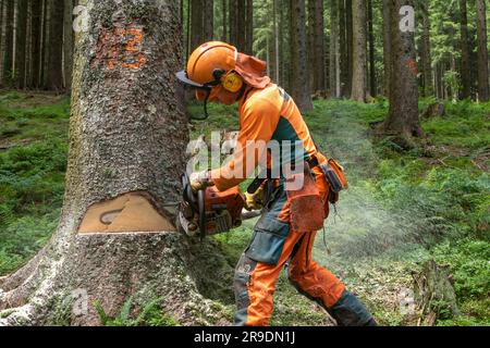 Ein Holzfäller schneidet eine Fichte. Berchtesgadener Land, Bayern, Deutschland Stockfoto