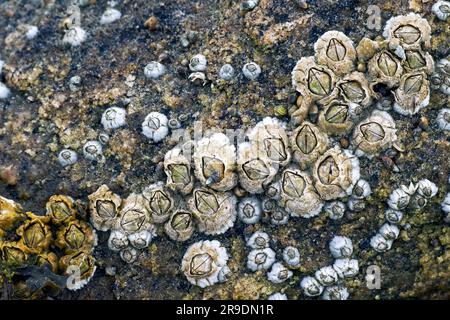 Northern Rock Barnacle, Common Rock Barnacle (Semibalanus balanoides). Gruppe auf einem Felsen. Nordsee, Deutschland Stockfoto