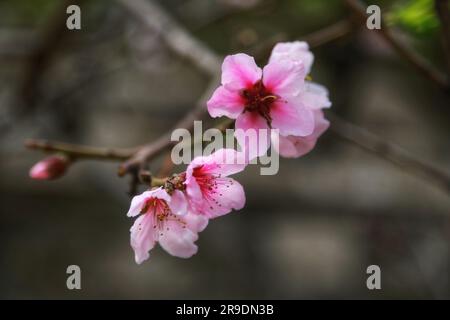 Erleben Sie die bezaubernde Schönheit der zarten rosa Blumen, die auf einem Baum blühen, umarmt von der warmen Umarmung des Sonnenlichts im Freien Stockfoto