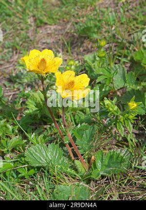 Creeping Avens (Geum reptans),. Blütenpflanze. Tirol, Österreich Stockfoto