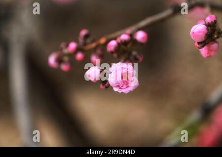 Erleben Sie die bezaubernde Schönheit der zarten rosa Blumen, die auf einem Baum blühen, umarmt von der warmen Umarmung des Sonnenlichts im Freien Stockfoto