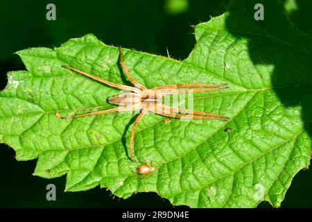 Kinderspinnen (Pisaura mirabilis), die auf einem stechenden Nesselblatt ruhen. Deutschland Stockfoto